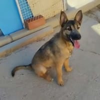 YAMAL, chien à adopter