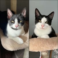 FLASH & FILOU, chat à adopter