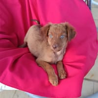 DORIA, chienne à adopter