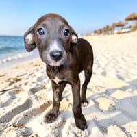 DAYA, chienne à adopter