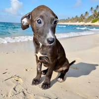 DAYA, chienne à adopter