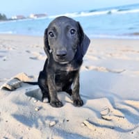 EVIO, chien à adopter