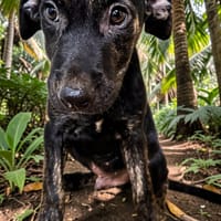 DUSTY, chien à adopter