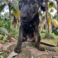 DUSTY, chienne à adopter