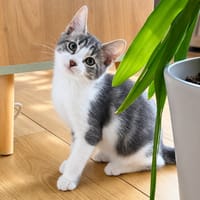 Finn, chat à adopter