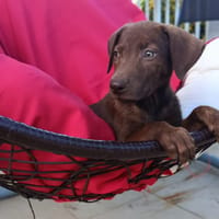RUSTY, chien à adopter