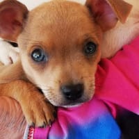 PEDRO, perro en adopción