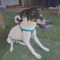 Hansel, perro en adopción