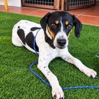 Gretel, perra en adopción