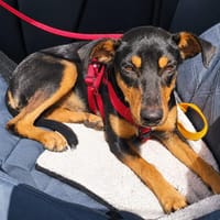 CHANQUETE, perro en adopción