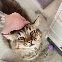 Ruhige und sanfte Katzen Zara und Winnie, Katze zur Adoption
