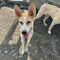 Menschenbezogene Hündin sucht ein Zuhause / Pflegestelle, Hündin zur Adoption