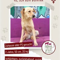 Donna sucht ein Zuhause / Pflegestelle, Hündin zur Adoption