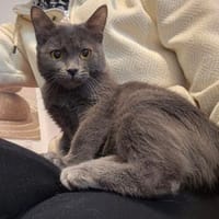 Cleo und Mia  zwei kleine Schnurrwunder, Katze zur Adoption