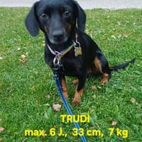 Die liebe Trudi sucht ihr Körbchen, Hündin zur Adoption