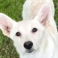 Zuckersüße BEA, Hündin zur Adoption