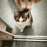 Soziale, liebe Katze Ria, Katze zur Adoption