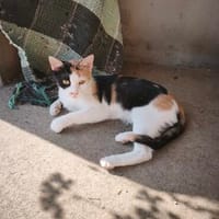 Liebe, hübsche Katze Profica, Katze zur Adoption