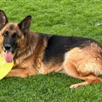 Xsara sucht ein liebevolles Zuhause, Hündin zur Adoption