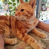 anhänglicher Kater Guille, Kater zur Adoption