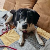 ROBIN - sehr freundlich und verschmust - auf PS, Hund zur Adoption