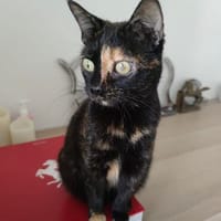 Schmusemaus Eileen sucht als Einzelkatze, Katze zur Adoption