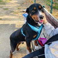 Familienhund Keno sehr kinderlieb, Hund zur Adoption