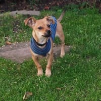 ☀Sunny  kleines Hundemädchen sucht ihr großes Glück☀, Hündin zur Adoption