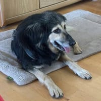 Suela sucht ein ruhiges Zuhause als Einzelhund, Hündin zur Adoption