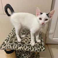 Eddie sucht sein Glück auf seiner Pflegestelle, Kater zur Adoption