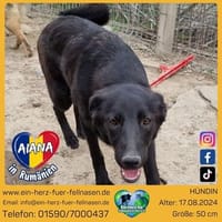 Aiana, eine schwarze Schönheit, Hündin zur Adoption
