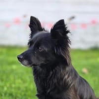Die zierliche JUNE ❤ sucht ein Zuhause, Hündin zur Adoption