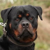 Appah, Hund zur Adoption