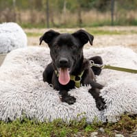 Onix sucht sein Herzensmensch..., Hund zur Adoption