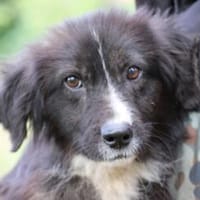 Niju - goldiges Welpenmädchen, Hündin zur Adoption