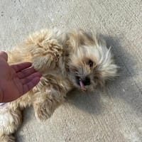 Nala sucht ihr Zuhause, Hündin zur Adoption