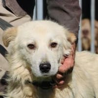 Lomo - liebenswert u. zutraulich, Hund zur Adoption