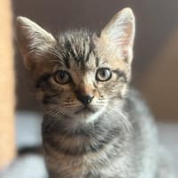 BIG MAC  DER KLEINE WUNDER-BABY-KATER, Kater zur Adoption
