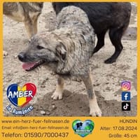 Amber, Bernstein der goldene Stein, Hündin zur Adoption