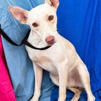 ganz lieber Chimo, ca. 40 cm hoch, Hund zur Adoption