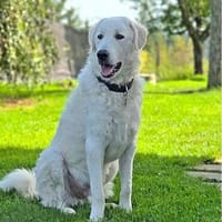 Alicetto, Hund zur Adoption