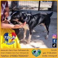 Finja mit dem -Wackelpo-, Hündin zur Adoption