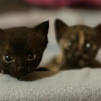 KRÜMEL  DIE SÜSSE-BABY-KATZE SUCHT ZUHAUSE, Katze zur Adoption