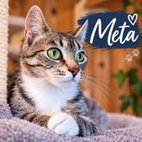 ***Schmusekatze META!***, Katze zur Adoption