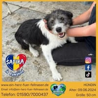 Safira, fröhlicher Wirbelwind, Hündin zur Adoption