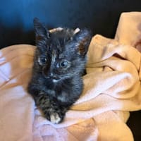 SPEEDY  DIE ZAUBERHAFTE WUNDER-BABY-KATZE, Katze zur Adoption