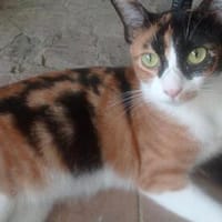 liebe Katze Luz, Katze zur Adoption