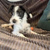 Jimmy auf PS in 21763 Neuenkirchen sucht Körbchen, Hund zur Adoption