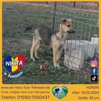 Nikita, eine tiefgründige Seele, Hündin zur Adoption