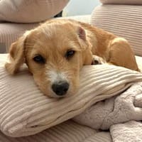 Milo - der kleine Charmeur und Sozialmeister, Hund zur Adoption